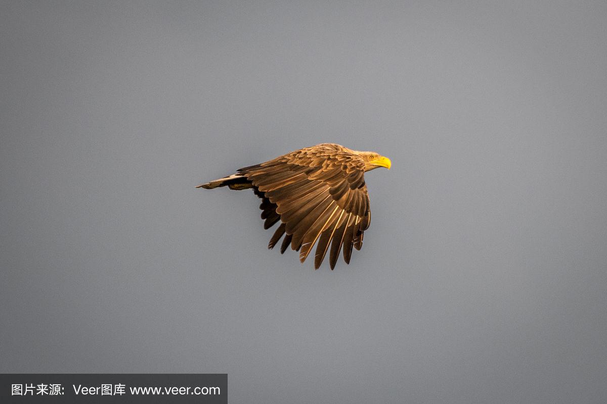 罗马尼亚老鹰小胜,团队协作出色的简单介绍 罗马尼亚老鹰小胜,团队协作出色的简单介绍